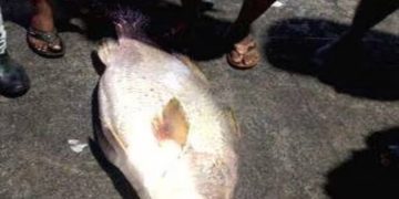 കൊല്ലം നീണ്ടകരയിൽ വീണ്ടും സ്വർണമൽസ്യം ; 20 കിലോയ്ക്ക് ലേലത്തിൽ 78000 രൂപ