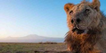 ലോകത്തിലെ ഏറ്റവും പ്രായം ചെന്ന സിംഹത്തിലൊന്ന്, ലൂങ്കിറ്റോയുടെ മരണം റിപ്പോർട്ട് ചെയ്തു