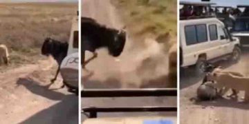 സന്ദര്‍ശകര്‍ നോക്കി നില്‍ക്കെ വൈല്‍ഡ്ബീസ്റ്റിനെ വേട്ടയാടുന്ന സിംഹിണികള്‍; വൈറല്‍ വീഡിയോ