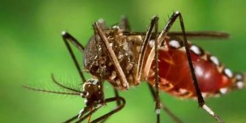 ആഴ്ചയിലൊരിക്കല്‍ ഡ്രൈ ഡേ ആചരിക്കണം