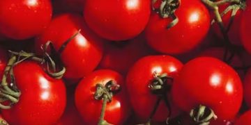 തക്കാളി കഴിച്ചാൽ ചെറുതല്ല ഗുണങ്ങൾ