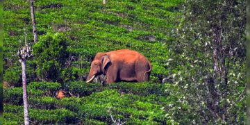 അരിക്കൊമ്പനെ നിരീക്ഷിക്കാൻ തമിഴ്നാട്ടിൽ പ്രത്യേക സംഘം; മേഘമലയിൽ സഞ്ചാരികൾക്ക് നിയന്ത്രണം
