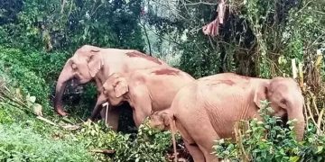 ചിന്നക്കനാൽ 301 കോളനിയിൽനിന്ന് മാറ്റിപ്പാർപ്പിക്കണമെന്ന് ആദിവാസികൾ