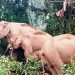 ചിന്നക്കനാൽ 301 കോളനിയിൽനിന്ന് മാറ്റിപ്പാർപ്പിക്കണമെന്ന് ആദിവാസികൾ