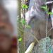 ചെമ്പക്കൊല്ലിയിൽ ആദിവാസിയെ കാട്ടാന ചവിട്ടിക്കൊന്നു