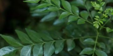 മുടികൊഴിച്ചിൽ അകറ്റാൻ കറിവേപ്പില മാജിക് ; ഉപയോ​ഗിക്കേണ്ട വിധം