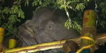 തുറന്നുവിട്ട സ്ഥലത്ത് നിന്ന് 3 കിലോ മീറ്റർ അകലെ അരിക്കൊമ്പൻ; ഇന്ന് പൂർണമായും മയക്കം വിട്ടുണരും