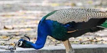 കൊടും ക്രൂരത; ജീവനോടെ മയിലിന്റെ തൂവലുകൾ പിഴുതെടുക്കുന്ന വീഡിയോ, യുവാവിനെ തേടി പൊലീസ് പിന്നാലെ