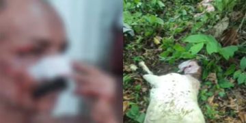 കോട്ടയത്ത് കുറുക്കന്റെ ആക്രമണം ; നാല് പേര്‍ക്ക് പരിക്ക്