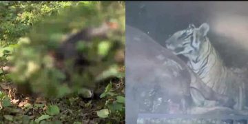 പെരുനാട്ടിലെ കടുവയെ പിടിക്കാൻ വനം വകുപ്പ് പ്രത്യേക ദൗത്യ സംഘത്തെ നിയോഗിച്ചു 