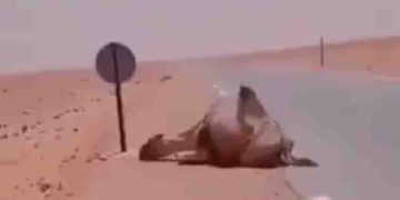 മരുഭൂമിയില്‍ വെള്ളം കിട്ടാതെ തളര്‍ന്ന് വീണ ഒട്ടകത്തിനോട് ട്രക്ക് ഡ്രൈവറുടെ ദയ; കൈയടിച്ച് നെറ്റിസണ്‍സ്