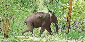 അരിക്കൊമ്പനെ സംബന്ധിച്ച് അഭ്യൂഹ പ്രചരണങ്ങള്‍ നടത്തരുത് : എ.കെ. ശശീന്ദ്രന്‍