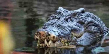 ചിക്കനും ട്യൂണയുമടക്കം വിഭവങ്ങൾ, ലോകത്തിലെ ഏറ്റവും വലിയ മുതലയുടെ 120 -ാം ജന്മദിനാഘോഷം