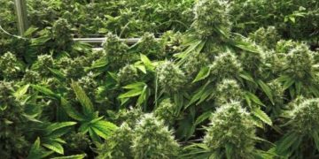 വാടക വീട്ടിൽ ഹൈടെക് കഞ്ചാവ് കൃഷി, വിൽപന ; അഞ്ച് എംബിബിഎസ് വിദ്യാർഥികൾ പിടിയിൽ