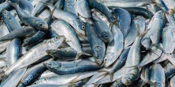 കൊല്ലത്തും കൊടുങ്ങല്ലൂരിലും ചാകരയായി മത്തി