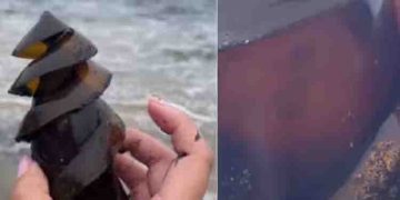 സ്രാവിന്റെ മുട്ട കണ്ടെത്തി, വീഡിയോയുമായി യുവതി, അവിശ്വസനീയം എന്ന് സോഷ്യൽ മീഡിയ