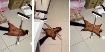 മരണ സീന്‍ അഭിനയിക്കുന്ന പറക്കും അണ്ണാന്‍റെ വീഡിയോ വൈറല്‍!