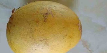 ദഹനം മെച്ചപ്പെടുത്താനും മലബന്ധം അകറ്റാനും സഹായിക്കും ഈ പഴം…