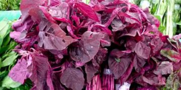 കഴിക്കാം ചുവന്ന ചീര; അറിയാം ഈ ഒമ്പത് ഗുണങ്ങള്‍…