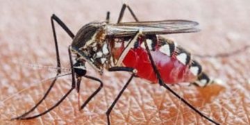 20 വര്‍ഷത്തിന് ശേഷം യുഎസില്‍ മലേറിയ; ജനം ആശങ്കയില്‍