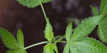 താമസ സ്ഥലത്ത് കഞ്ചാവ് കൃഷി; പ്രവാസികളുടെ സംഘം അറസ്റ്റില്‍