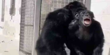 പരീക്ഷണ ലബോറട്ടറിയില്‍ നിന്ന് രക്ഷപ്പെട്ട ചിമ്പാന്‍സി 26 വര്‍ഷത്തിന് ശേഷം ആദ്യമായി ആകാശം കാണുന്ന വീഡിയോ വൈറല്‍