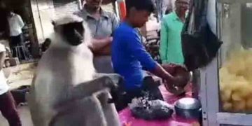 ആള്‍ക്കൂട്ടത്തിന് നടുവില്‍ ആസ്വദിച്ച് പാനിപ്പൂരി കഴിക്കുന്ന കുരങ്ങന്‍റെ വൈറല്‍ വീഡിയോ!