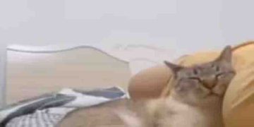 ഉടമ ഗർഭിണിയാണെന്ന് അറിഞ്ഞപ്പോൾ പൂച്ചക്കുട്ടി ചെയ്തത്, വൈറലായി വീഡിയോ