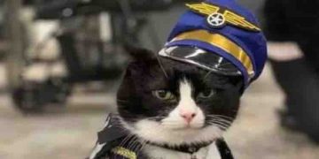 വിമാനത്തിൽ കയറാൻ പേടിയാണോ? തെറാപ്പി തരാൻ പൂച്ചയുണ്ട്, എയർലൈൻസിലെ ജീവനക്കാരനായി മോറിസ്