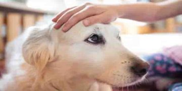 നായയെ നോക്കുന്ന ജോലി; ശമ്പളം ഒരു കോടി, വൈറലായി പരസ്യം