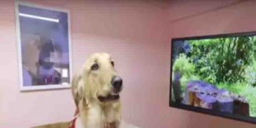 നായയ്‍ക്ക് വേണ്ടി 16 ലക്ഷത്തിന്റെ വീട്, ഉള്ളിൽ ഫ്രിഡ്ജ്, ടിവി അടക്കം സൗകര്യങ്ങൾ