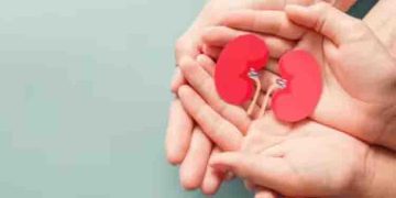 വൃക്കകളുടെ ആരോ​ഗ്യത്തിനായി കഴിക്കാം അഞ്ച് ഭക്ഷണങ്ങൾ