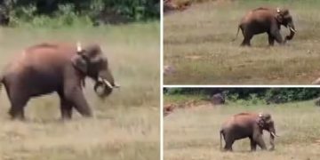 ആരോഗ്യവാനാണ് ; അരിക്കൊമ്പന്റെ പുതിയ ചിത്രങ്ങൾ പുറത്തുവിട്ട് വനംവകുപ്പ്