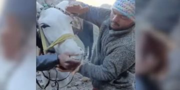 കേദാര്‍നാഥ് യാത്രയ്ക്കിടെ കോവര്‍ കഴുതയെ കഞ്ചാവ് വലിപ്പിച്ചു ; ഒരാള്‍ അറസ്റ്റില്‍