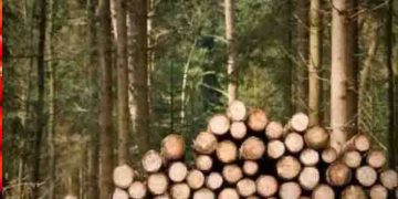 അനധികൃതമായി 32 മരങ്ങൾ വെട്ടി; അമേരിക്കക്കാരന് പിഴ 15 കോടി രൂപ!