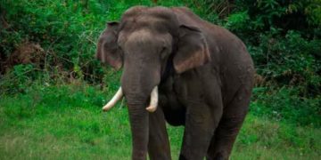 അരിക്കൊമ്പനെ കുറിച്ച് ഒന്നും പറയേണ്ട ; ഹർജിയില്‍ 25000 പിഴയിട്ട് സുപ്രീംകോടതി