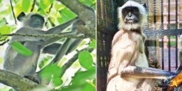 തിരുവനന്തപുരം മൃഗശാലയില്‍ നിന്ന് ചാടിപ്പോയ ഹനുമാന്‍ കുരങ്ങിനെ പിടികൂടി