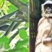 തിരുവനന്തപുരം മൃഗശാലയില് നിന്ന് ചാടിപ്പോയ ഹനുമാന് കുരങ്ങിനെ പിടികൂടി