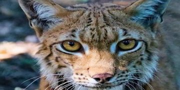 കൊല്ലത്ത് കാട്ടുപൂച്ച ആക്രമണ ഭീതിയില്‍ നാട്ടുകാര്‍