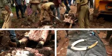 കുഴിച്ചിടാൻ ലക്ഷങ്ങൾ : ആനയുടെ കൊലപാതകത്തിൽ കൂടുതൽ വിവരങ്ങൾ പുറത്ത്