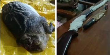 വേട്ടയാടി പിടിച്ച കൂരമാനുമായി മൂന്നു പേർ പിടിയിൽ