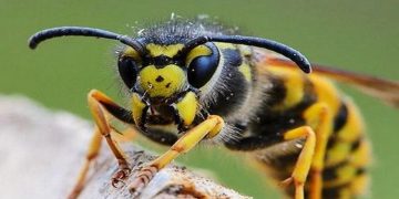 ആറളം ഫാമിൽ വയോധികൻ കടന്നൽ കുത്തേറ്റ് മരിച്ചു