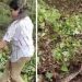 തൊഴിലുറപ്പ് ജോലിക്കിടെ കുറ്റിക്കാട്ടിൽ പെരുമ്പാമ്പ്; ഒടുവിൽ ആർ ആർ ടി എത്തി പിടികൂടി