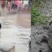 ഉത്തരാഖണ്ഡിൽ പ്രളയഭീതി ഒഴിയുന്നു, ഇനി മുതലപ്പേടി: വിഡിയോ