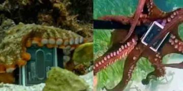 ഗോപ്രോ ക്യാമറ തട്ടിയെടുത്ത് നീരാളി, ഒടുവില്‍ പിടിവലി; വൈറലായി അണ്ടർവാട്ടർ വീഡിയോ