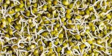 ദിവസവും കഴിക്കാം മുളപ്പിച്ച പയർ; അറിയാം ഈ ഗുണങ്ങള്‍…