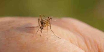 മഴക്കാലത്ത് കൊതുകിനെ തുരത്താന്‍ വീടിനുള്ളില്‍ ചെയ്യേണ്ട കാര്യങ്ങള്‍…