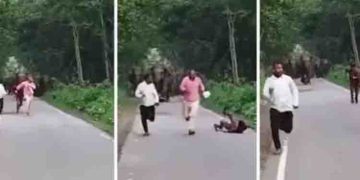 കാട്ടാനകളോടൊത്ത് സെല്‍ഫിയെടുക്കാന്‍ മൂന്ന് പേര്‍; പിന്നീട് നടന്നത്