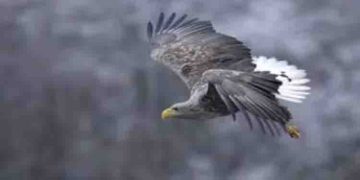 240 വര്‍ഷത്തിന് ശേഷം ആദ്യമായി തെക്കന്‍ ഇംഗ്ലണ്ടില്‍ വെള്ള വാലുള്ള പരുന്ത് !