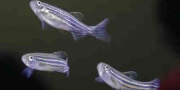 ബഹിരാകാശ യാത്രികര്‍ക്ക് അസ്ഥിക്ഷയം സംഭവിക്കുന്നതെന്ത് കൊണ്ട്? സീബ്രാഫിഷിനെ ബഹിരാകാശത്തേക്ക് അയയ്ക്കാൻ ചൈന